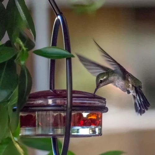 🎉 Last Day Promotion-70% OFF 🎉Hummble Slim Hummingbird Feeder