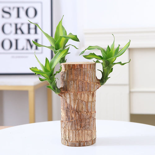 🔥2025 Best Seller🔥-Lucky Brazil Wood Potted Plant☘️